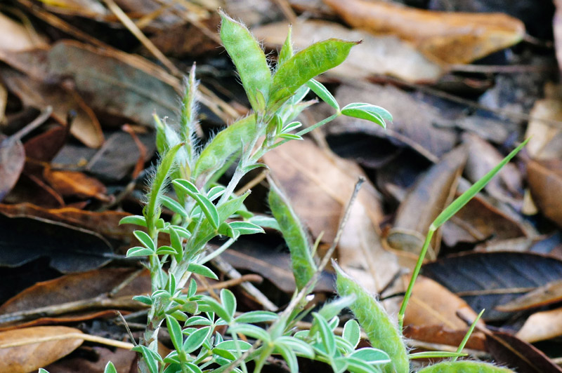 Argyrolobium zanonii / Citiso argenteo